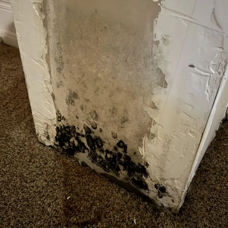 Professional Mold Removal in Centreville, IL